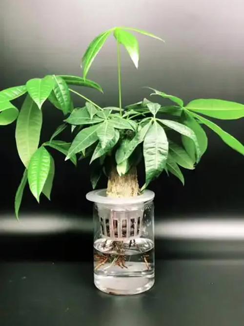水培发财树能转土培吗？-第2张图片-吾爱花网