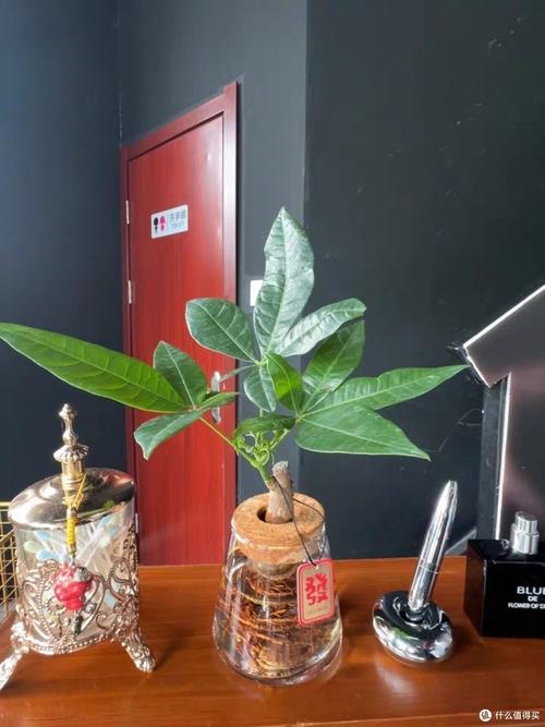 水培发财树能转土培吗？-第3张图片-吾爱花网