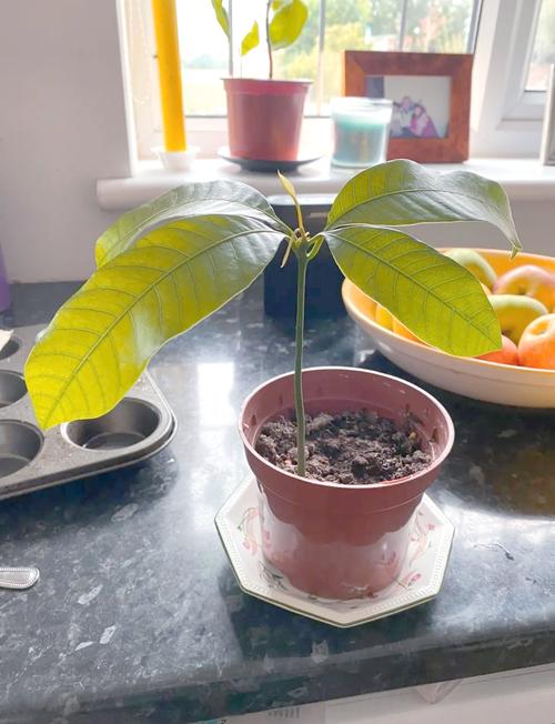 芒果盆栽怎么种？图文教你轻松上手！-第1张图片-吾爱花网