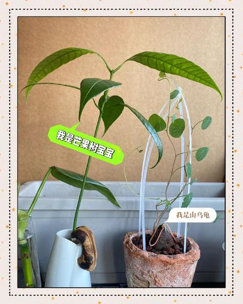 芒果盆栽怎么种？图文教你轻松上手！-第2张图片-吾爱花网