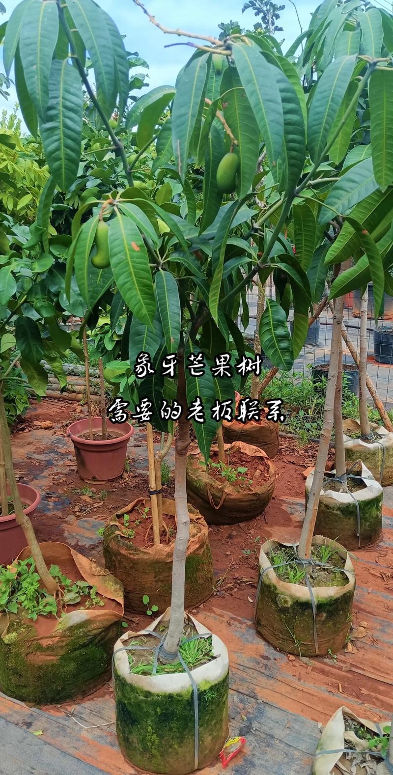 芒果盆栽怎么种？图文教你轻松上手！-第3张图片-吾爱花网
