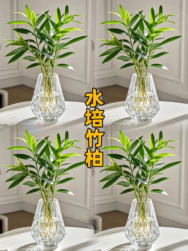 竹柏水培土培哪个更优？-第1张图片-吾爱花网