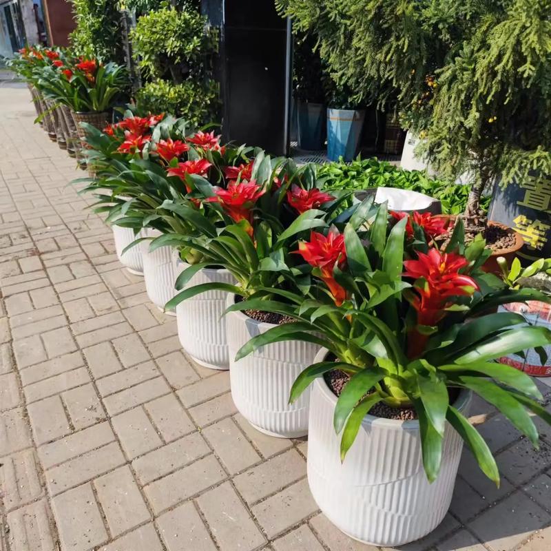 客厅适合放哪些盆栽鲜花？-第1张图片-吾爱花网