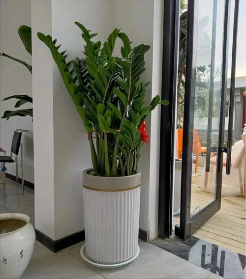 客厅适合放哪些盆栽鲜花？-第2张图片-吾爱花网