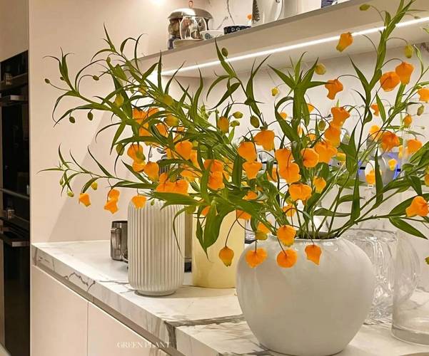 客厅适合放哪些盆栽鲜花？-第3张图片-吾爱花网