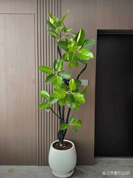 盆榕喜阳吗？晒太阳有啥讲究？-第1张图片-吾爱花网