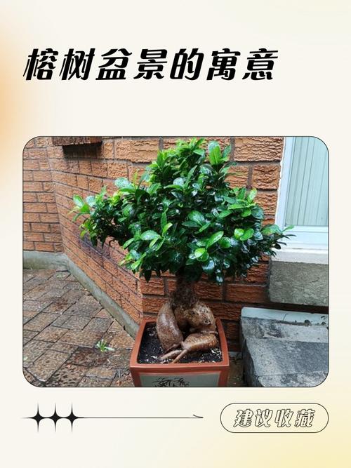 盆榕喜阳吗？晒太阳有啥讲究？-第3张图片-吾爱花网