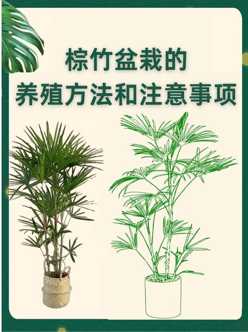 艺术盆栽如何养护管理？-第2张图片-吾爱花网