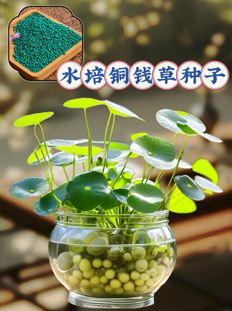 铜钱草水培必须带根吗？-第3张图片-吾爱花网