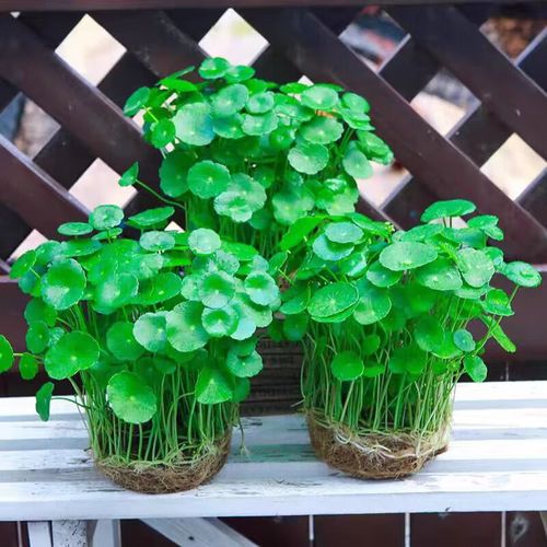 铜钱草水培必须带根吗？-第2张图片-吾爱花网