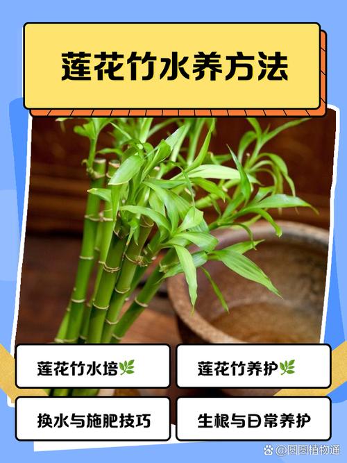 水培莲竹发黄咋解决？-第1张图片-吾爱花网