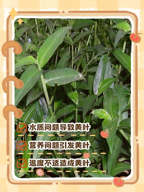 水培莲竹发黄咋解决？-第2张图片-吾爱花网