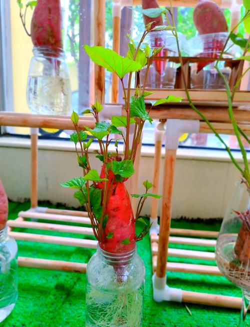 水培地瓜加营养液是否必要？-第1张图片-吾爱花网