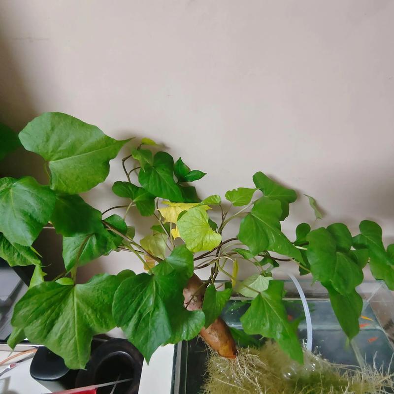 水培地瓜加营养液是否必要？-第3张图片-吾爱花网