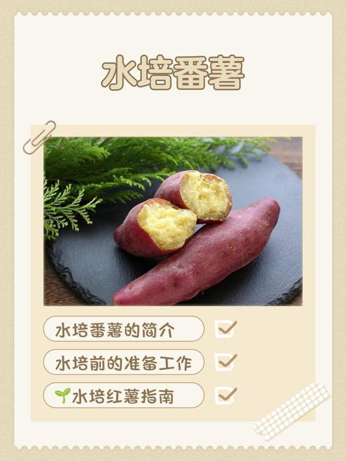 水培地瓜加营养液是否必要？-第2张图片-吾爱花网