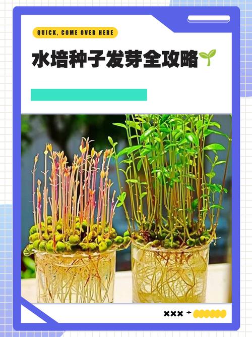 水培种子发芽需注意哪些关键步骤？-第1张图片-吾爱花网