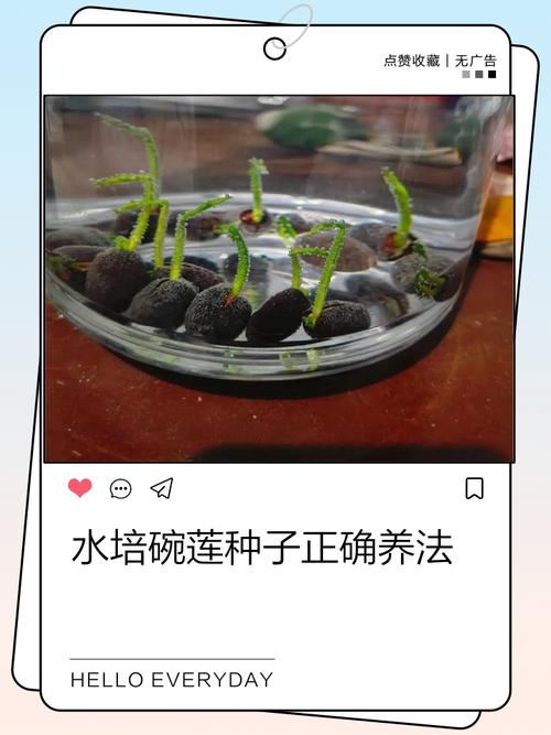 水培种子发芽需注意哪些关键步骤？-第2张图片-吾爱花网
