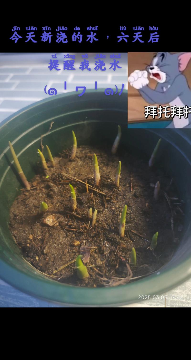 水培种子发芽需注意哪些关键步骤？-第3张图片-吾爱花网