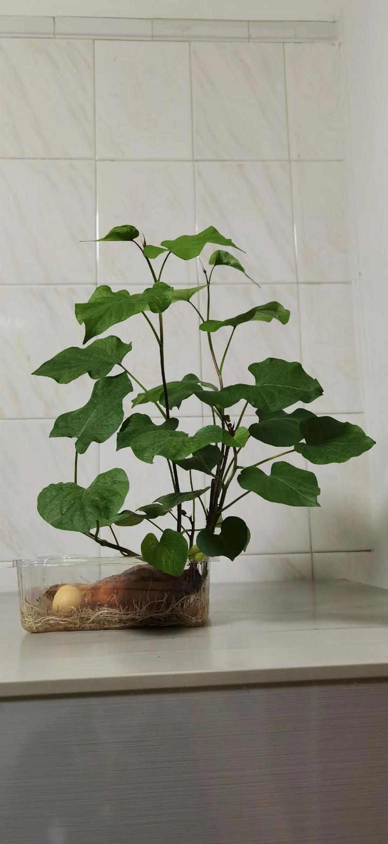 发了芽的红薯盆栽，怎么种才能长得好？-第1张图片-吾爱花网