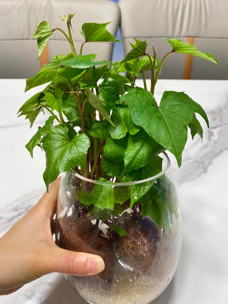 发了芽的红薯盆栽，怎么种才能长得好？-第2张图片-吾爱花网