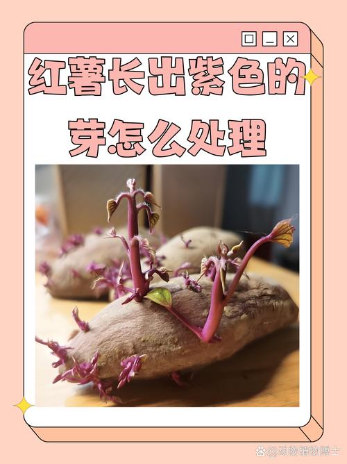发了芽的红薯盆栽，怎么种才能长得好？-第3张图片-吾爱花网