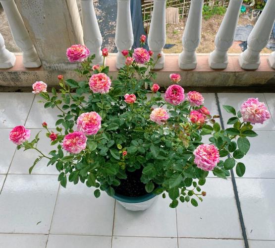 月季莫奈盆栽株高多少？-第1张图片-吾爱花网