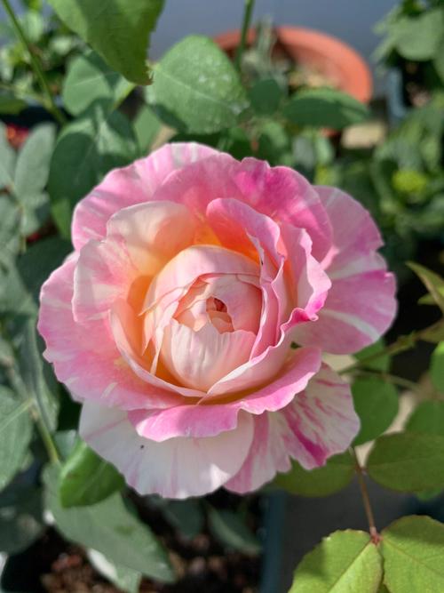 月季莫奈盆栽株高多少？-第2张图片-吾爱花网