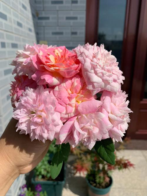 月季莫奈盆栽株高多少？-第3张图片-吾爱花网