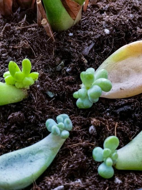 哪些多肉冬季能发芽？-第1张图片-吾爱花网