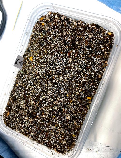 哪些多肉冬季能发芽？-第3张图片-吾爱花网