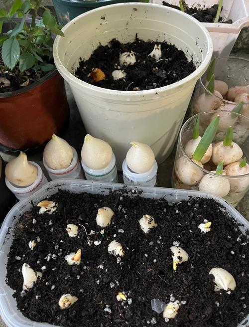 花土培好还是水培好？-第2张图片-吾爱花网