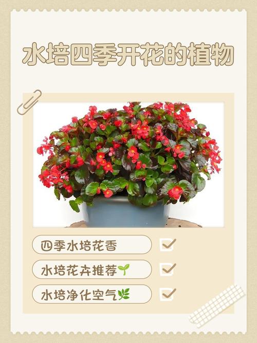 花土培好还是水培好？-第3张图片-吾爱花网