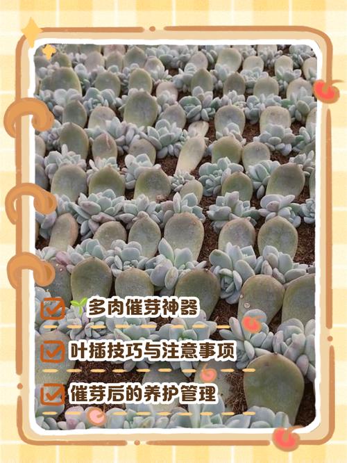 多肉叶插几天能出芽？-第1张图片-吾爱花网