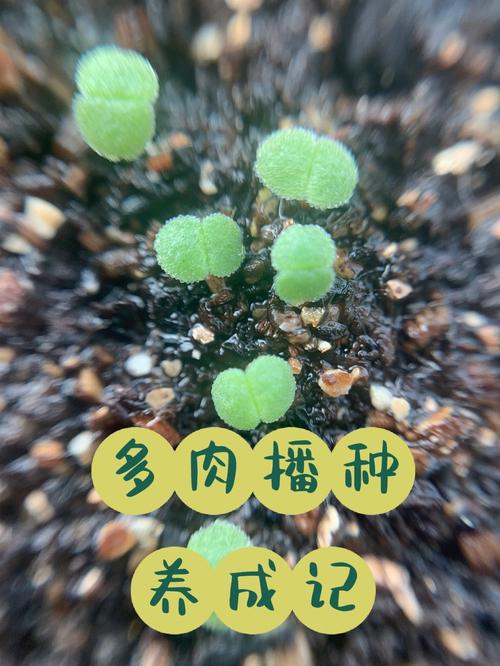 多肉叶插几天能出芽？-第3张图片-吾爱花网