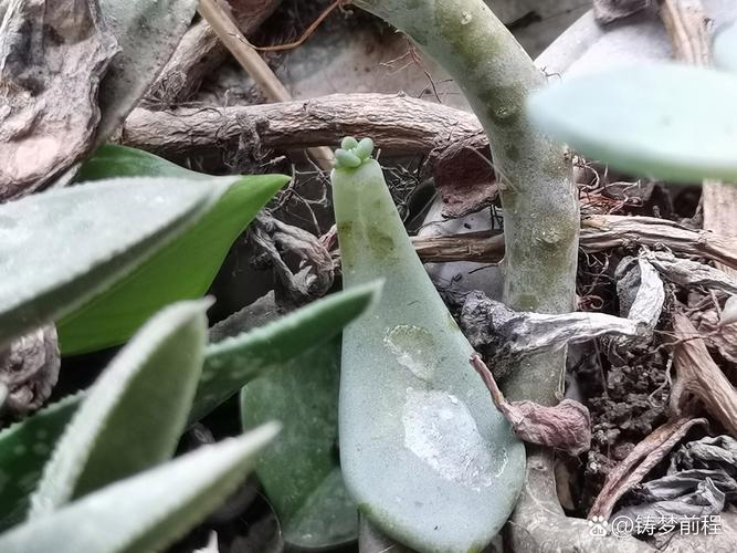 多肉剪叶后多久会自然脱落？-第3张图片-吾爱花网