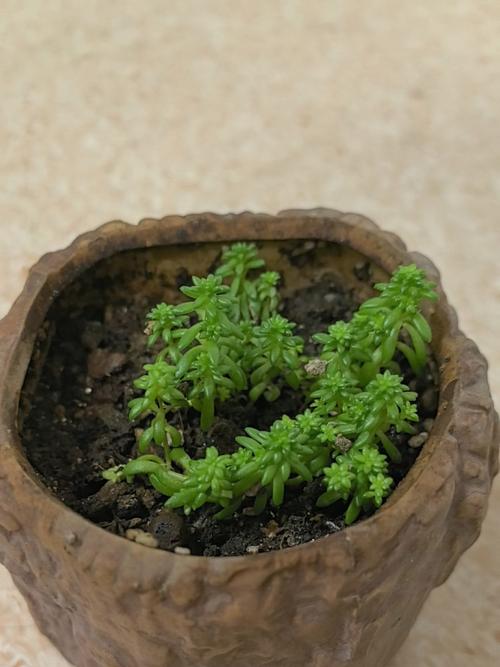 水培绿萝只加水能活吗？-第1张图片-吾爱花网