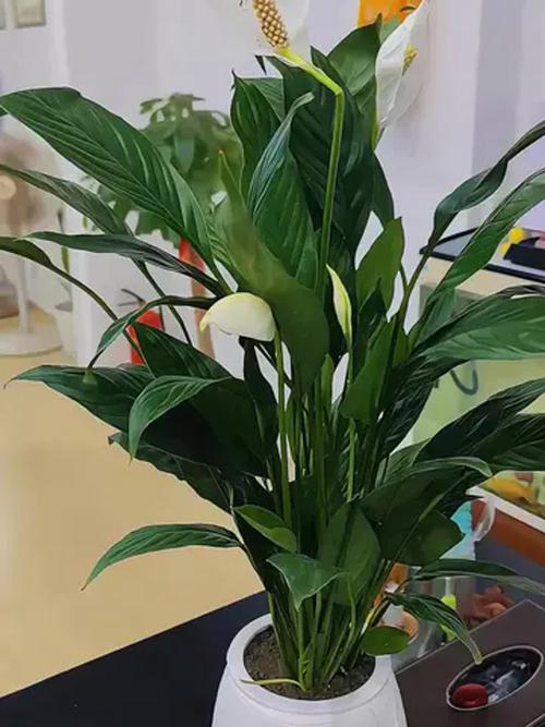 水培白掌适合放什么石头？-第1张图片-吾爱花网