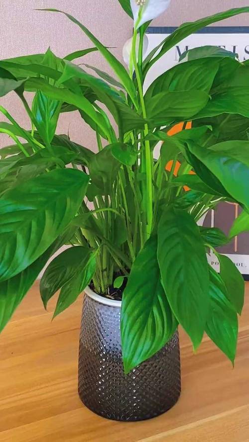 水培白掌适合放什么石头？-第2张图片-吾爱花网