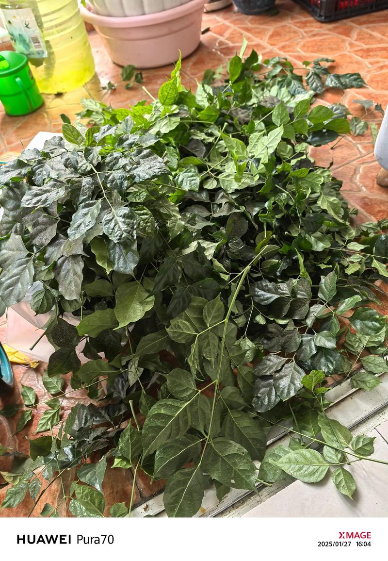 幸福树没根能直接水培活吗？-第2张图片-吾爱花网