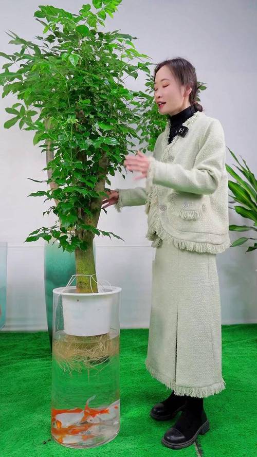 幸福树没根能直接水培活吗？-第1张图片-吾爱花网