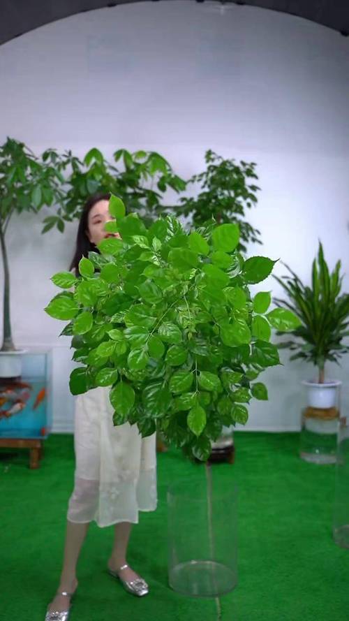 幸福树没根能直接水培活吗？-第3张图片-吾爱花网