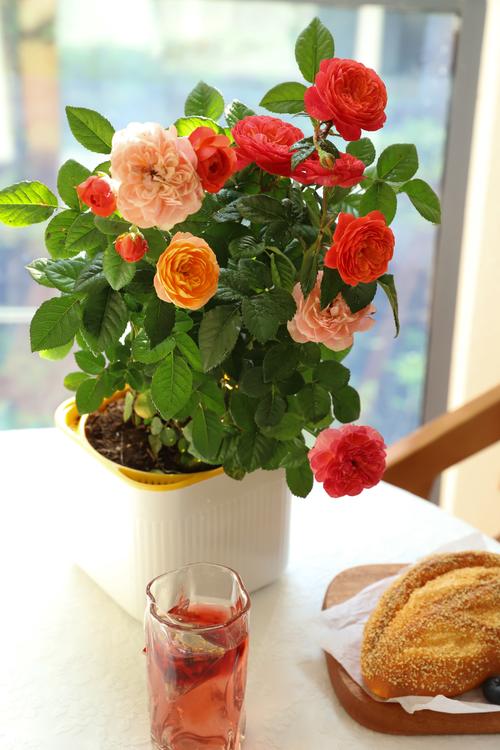 盆栽鲜花图片哪里找？-第2张图片-吾爱花网