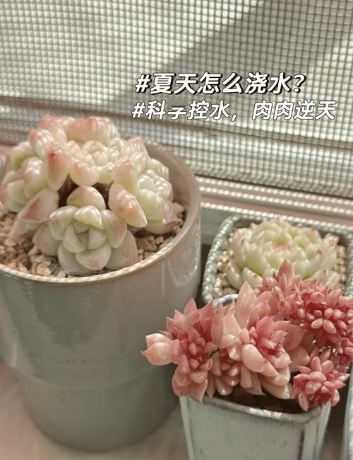 多肉几天浇水一次？干透再浇？-第1张图片-吾爱花网