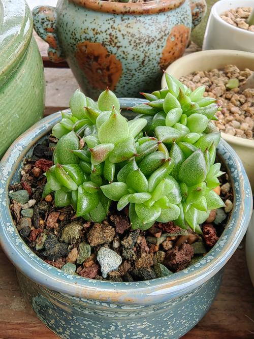 多肉几天浇水一次？干透再浇？-第3张图片-吾爱花网