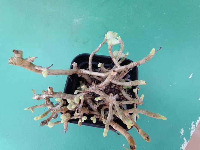 多肉叶子裂开，急救方法有哪些？-第3张图片-吾爱花网