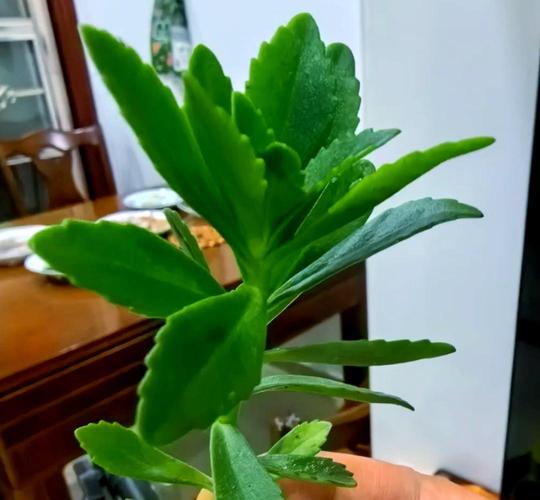 盆栽三七怎么插杆？图片视频有技巧吗？-第1张图片-吾爱花网