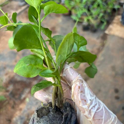 盆栽三七怎么插杆？图片视频有技巧吗？-第3张图片-吾爱花网