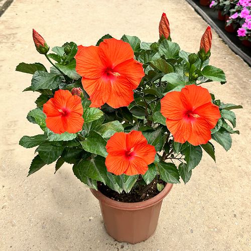 盆栽朱槿花怎么养才好？-第1张图片-吾爱花网