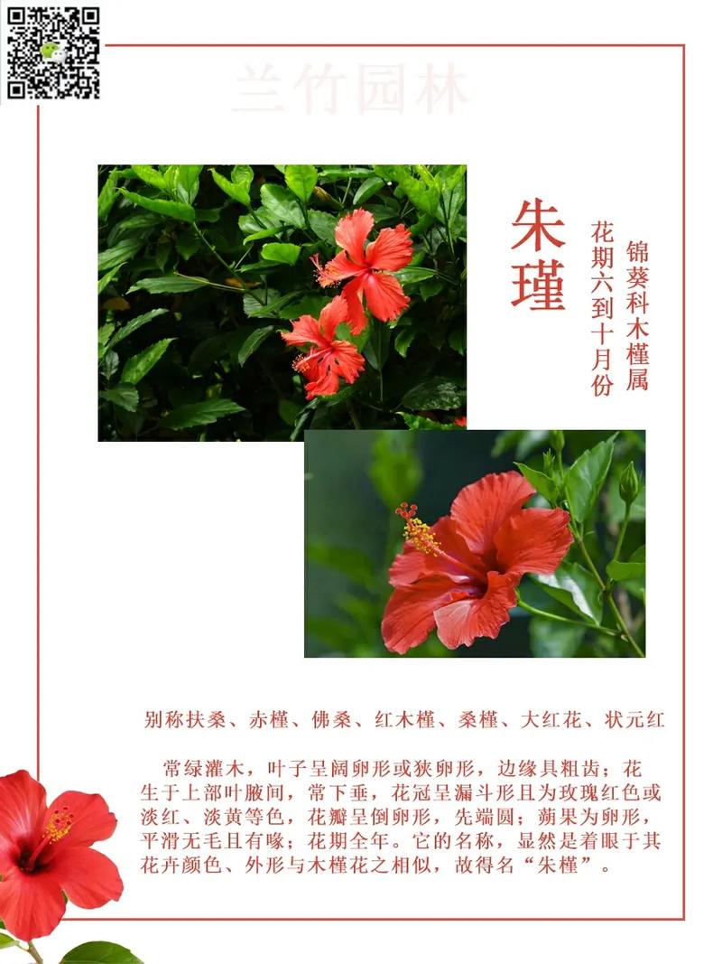 盆栽朱槿花怎么养才好？-第2张图片-吾爱花网