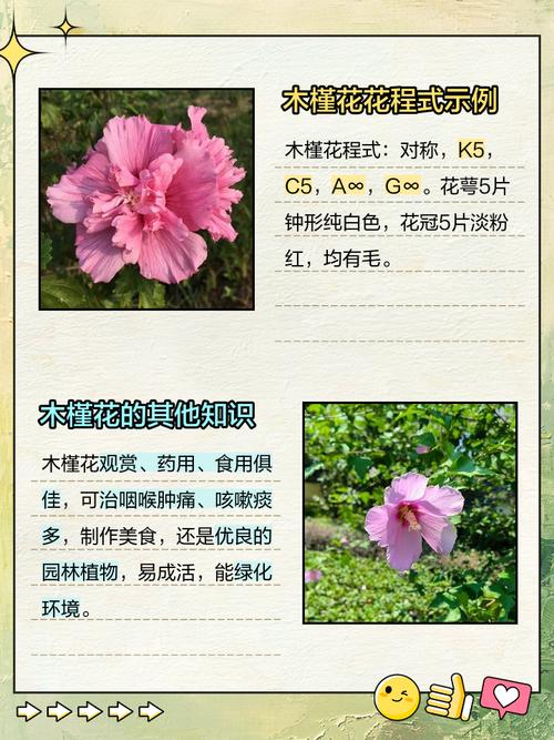 盆栽朱槿花怎么养才好？-第3张图片-吾爱花网